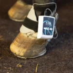 KORA OXER - Magnetoterapia Veterinaria - immagine 4