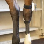 KORA OXER - Magnetoterapia Veterinaria - immagine 5